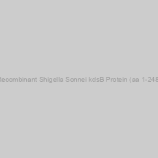 Image of Recombinant Shigella Sonnei kdsB Protein (aa 1-248)